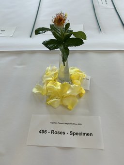 Rose Show Rose Show