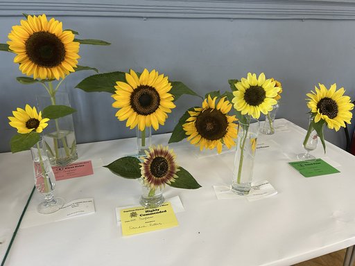 Sunflowers Sunflowers